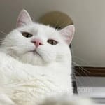 Avatar de Iván Domínguez